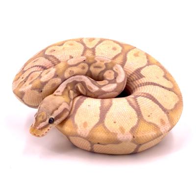 Python regius Banana pastel het hypo femelle