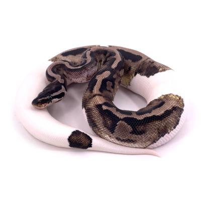 Python regius Axanthic VPI pied mâle