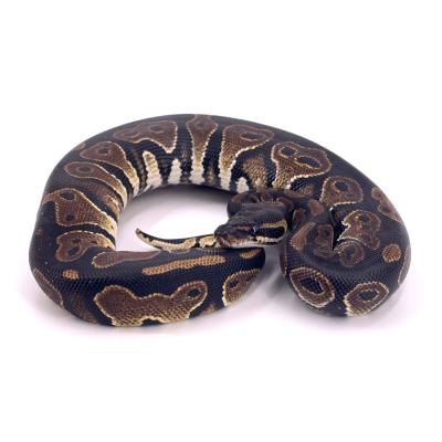 Python regius Black head het lavender 50% het ultramel mâle