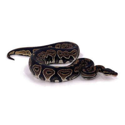 Python regius Black head het lavender 50% het ultramel femelle 40388