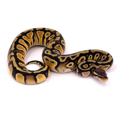 Python regius Pastel het clown femelle NC 2025 41600
