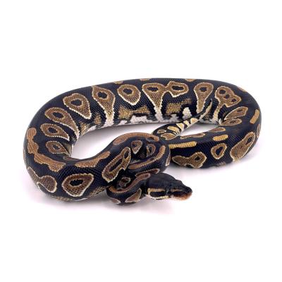 Python regius Black head het lavender 50% het ultramel femelle 40069