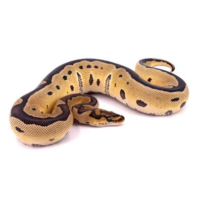 Python regius Clown 66% het axanthic VPI femelle 9960