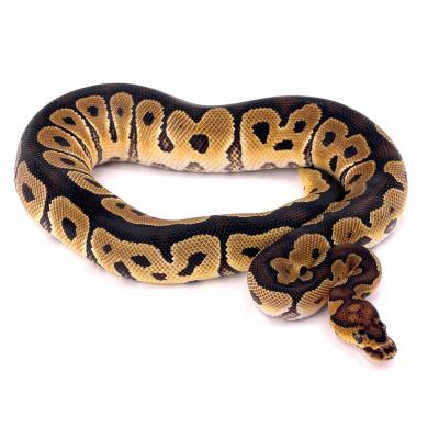 Python regius Clown 66% het axanthic femelle 49824