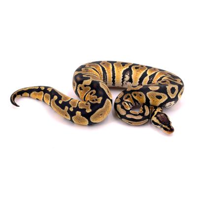 Python regius Pastel het clown 66% het axanthic VPI femelle 49951