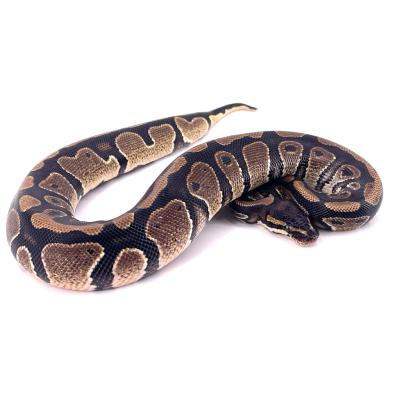 Python regius Forme type double het axanthic vpi pied mâle 40394