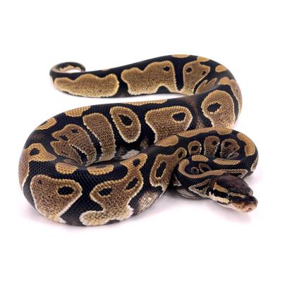 Python regius Forme type double het axanthic vpi pied mâle 40456