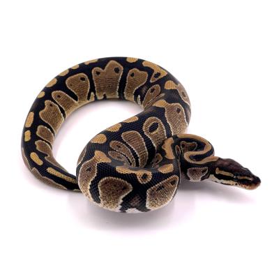 Python regius Forme type double het axanthic vpi pied femelle 40678