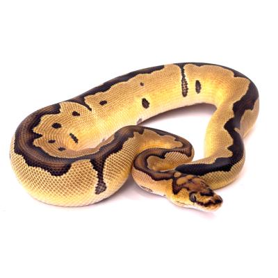 Python regius Clown 66% het axanthic VPI mâle 36