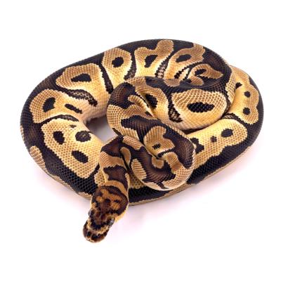 Python regius Clown 66% het axanthic VPI femelle 49945