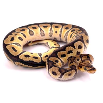 Python regius Clown 66% het axanthic VPI mâle 49817