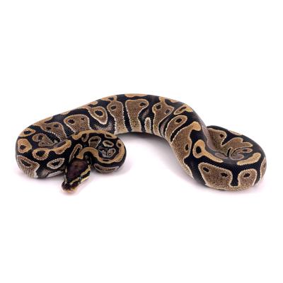 Python regius Forme type double het axanthic VPI pied femelle 40020