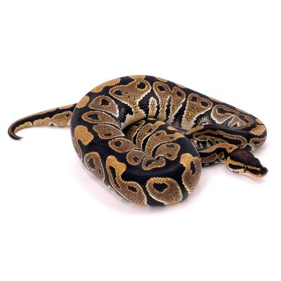 Python regius Forme type het clown 66% het axanthic VPI mâle 49936