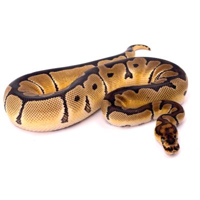 Python regius Clown 66% het axanthic VPI femelle 49816