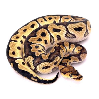Python regius Clown 66% het axanthic VPI mâle 49815