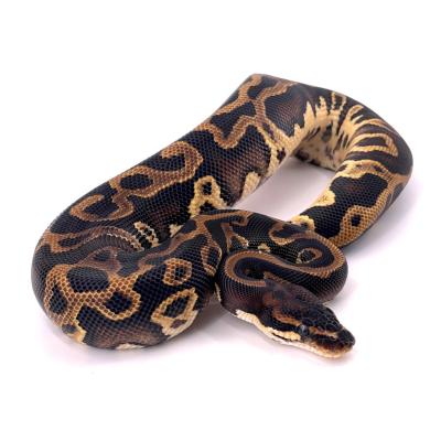 Python regius Leopard confusion double het clown pied femelle 40816