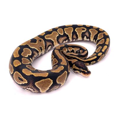 Python regius Yellow belly mâle