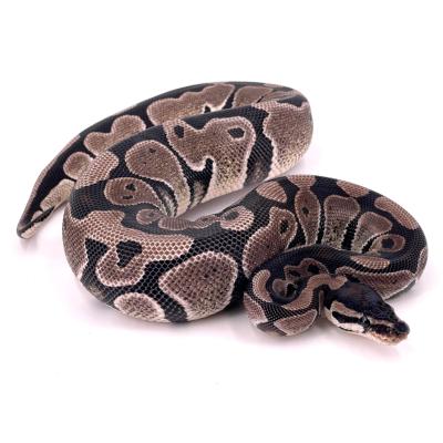 Python regius Axanthic VPI 66% het clown femelle 49954
