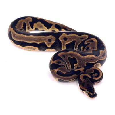 Python regius Leopard double het clown pied femelle