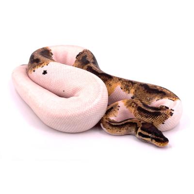Python regius Pastel pied mâle NC 2022 26774