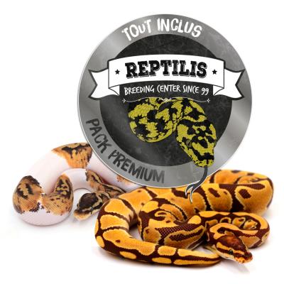 PACK PREMIUM - Python regius