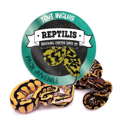 PACK JUVENILE - Python regius