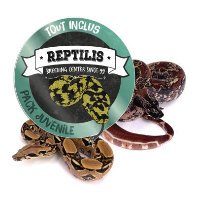 PACK JUVENILE - Boa imperator/constrictor