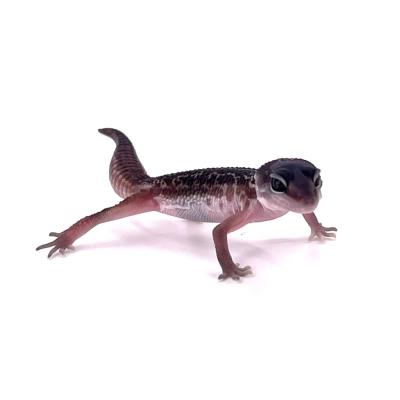 Eublepharis macularius Black night Murphy patternless mâle NC 2025 "ALR14"