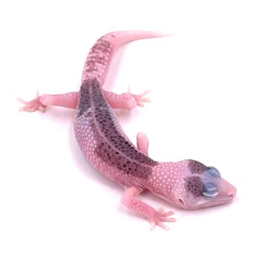 Eublepharis macularius Total eclipse pied femelle "ALR2"
