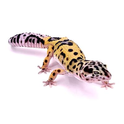 Eublepharis macularius Bandit femelle NC 2024 "B28"