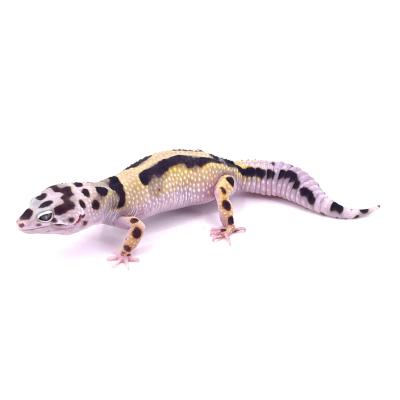 Eublepharis macularius Bandit femelle NC 2024 "B27"