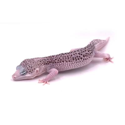 Eublepharis macularius Total eclipse mâle "TE12"