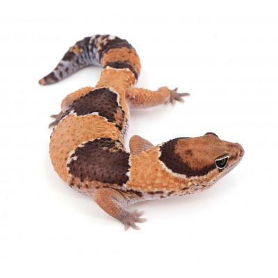 Hemitheconyx caudicinctus Forme type het zulu poss het oreo mâle "zld5"