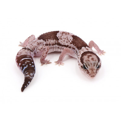Hemitheconyx caudicinctus Oreo het patternless femelle "wtho3/3b" 2020