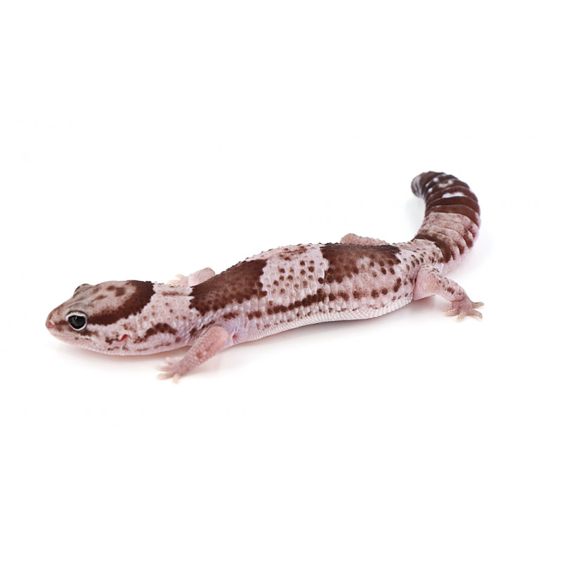 Hemitheconyx caudicinctus Oreo het patternless (Gecko à queue grasse) REPTILIS