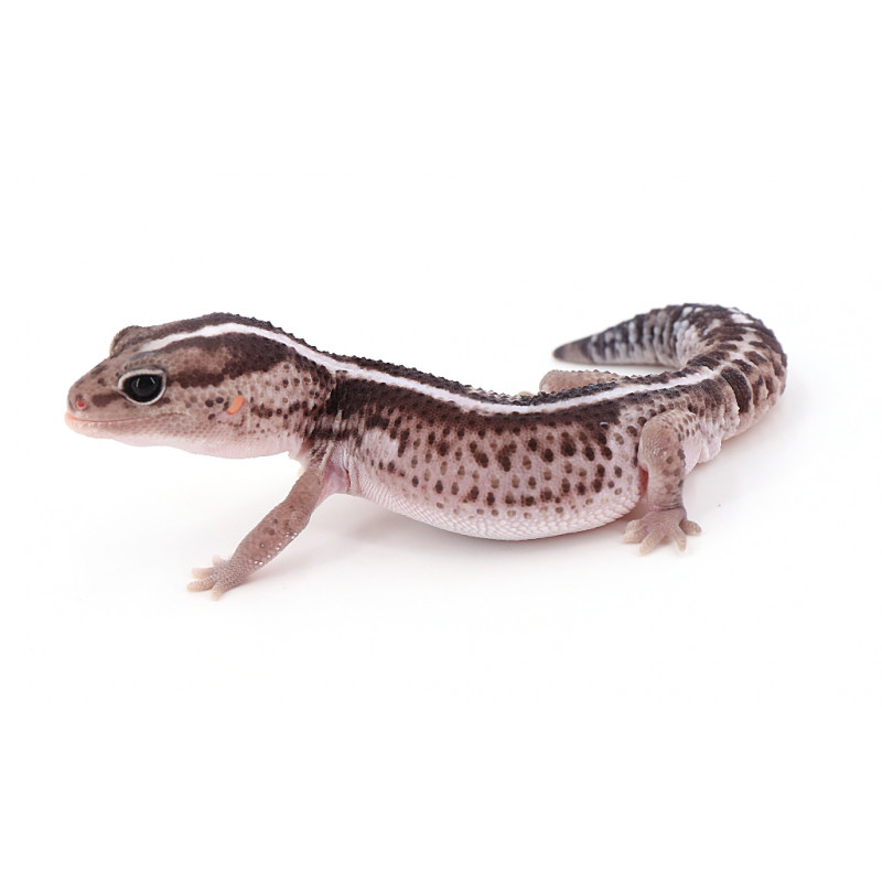Hemitheconyx caudicinctus Oreo stripe het patternless (Gecko à queue grasse) REPTILIS
