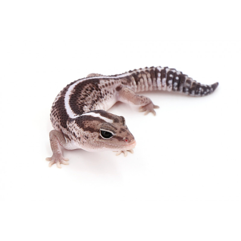 Hemitheconyx caudicinctus Oreo stripe het patternless (Gecko à queue grasse) REPTILIS