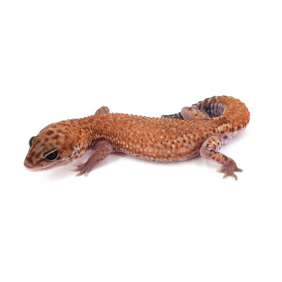 Hemitheconyx caudicinctus Patternless poss het ghost mâle "wy5"