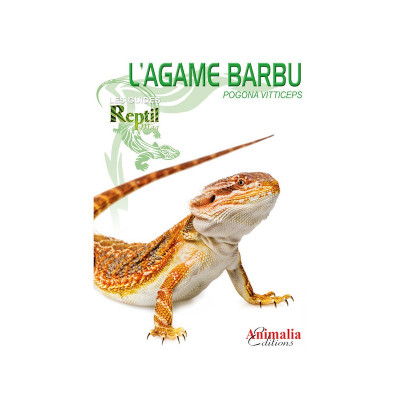 L'agame barbu - Pogona vitticeps - Les guides Reptilmag