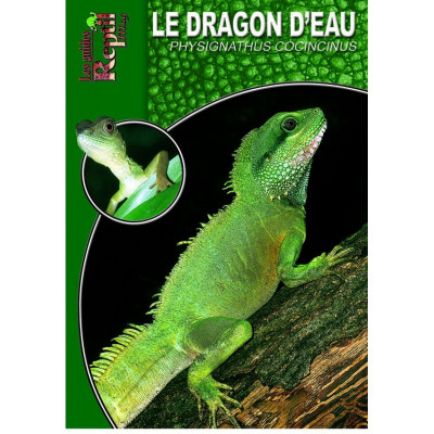 Le dragon d'eau - Physignathus cocincinus - Les guides Reptilmag