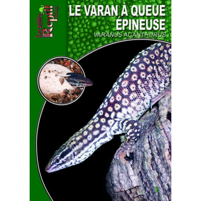 Le varan à queue épineuse - Varanus acanthurus - Les guides Reptilmag