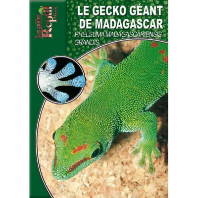Le gecko géant de Madagascar - Phelsuma madagascariensis grandis - Les guides Reptilmag