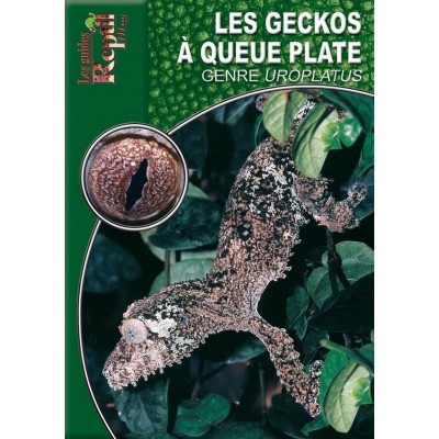 Les geckos à queue plate - Genre Uroplatus - Les guides Reptilmag