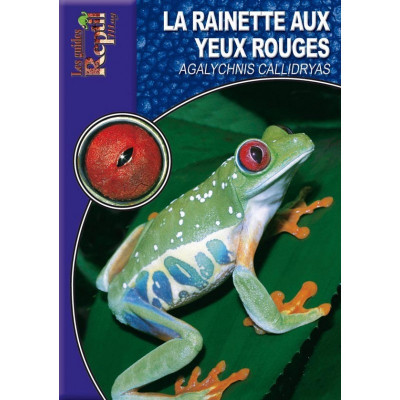 La rainette aux yeux rouges - Agalychnis callidryas - Les guides Reptilmag