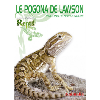 L'agame de Lawson - Pogona henrylawsoni - Les guides Reptilmag