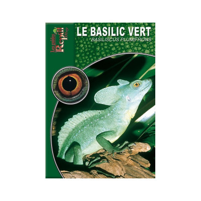 Le basilic vert - Basiliscus plumifrons - Les guides Reptilmag