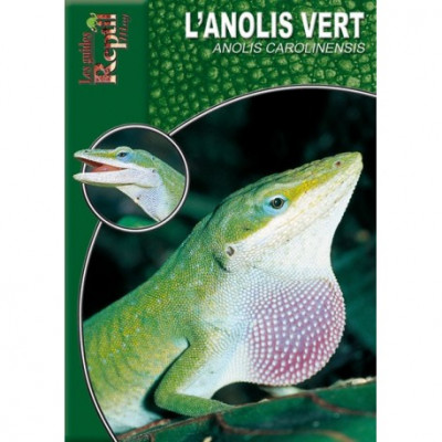 L'Anolis vert - Anolis carolinensis - Les guides Reptilmag