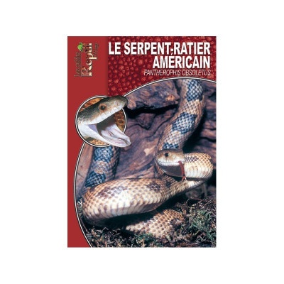 Le serpent-ratier américain - Pantherophis obsoletus - Les guides Reptilmag