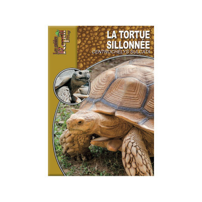 La tortue sillonnée -  Centrochelys sulcata - Les guides Reptilmag