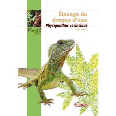 Elevage du dragon d'eau - Physignathus cocincinus